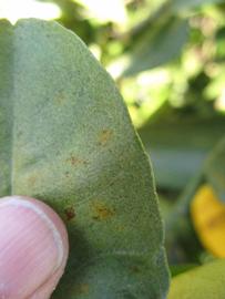              Margin (Winter Haven, FL)       