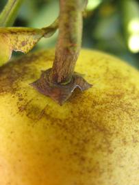              Fruit (Winter Haven, FL)       