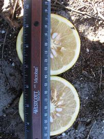              Fruit cross-section (Winter Haven, FL)       