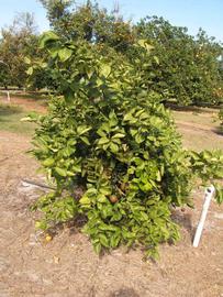            Habit (Itaborai, Winter Haven, FL)   