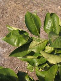            Sun leaves (Itaborai, Winter Haven, FL)   