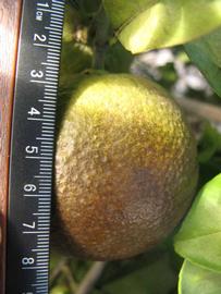            Fruit (Itaborai, Winter Haven, FL)   