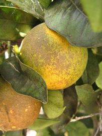            Fruit (Itaborai, Winter Haven, FL)   