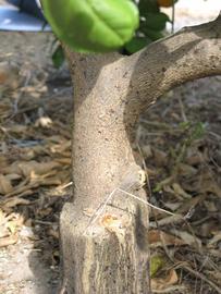            Bark (Itaborai, Winter Haven, FL)   