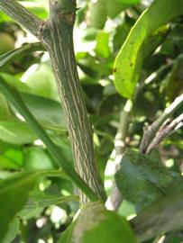            Second - third year twig (Itaborai, Winter Haven, FL)   