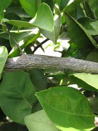            Second - third year twig (Itaborai, Winter Haven, FL)   