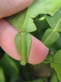            Petiole (Itaborai, Winter Haven, FL)   