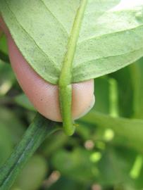            Petiole (Itaborai, Winter Haven, FL)   