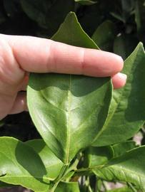            Unifoliolate leaf (Itaborai, Winter Haven, FL)   