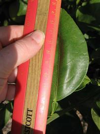            Unifoliolate leaf (Itaborai, Winter Haven, FL)   