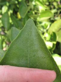            Margin (Itaborai, Winter Haven, FL)   