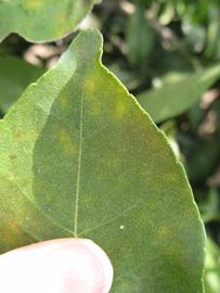            Margin (Itaborai, Winter Haven, FL)   