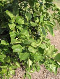            Sun leaves (Itaborai, Winter Haven, FL)   