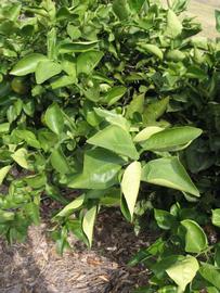            Sun leaves (Itaborai, Winter Haven, FL)   