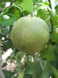            Immature fruit (Itaborai, Winter Haven, FL)   