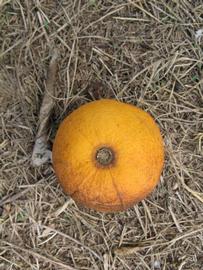            Fruit (Itaborai, Winter Haven, FL)   