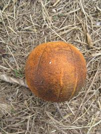            Fruit (Itaborai, Winter Haven, FL)   