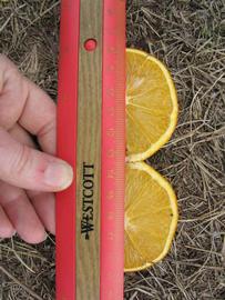            Fruit cross-section (Itaborai, Winter Haven, FL)   