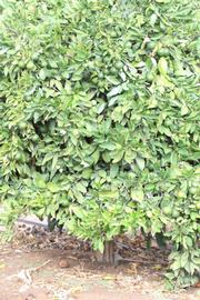            Habit (Riverside, CA)   