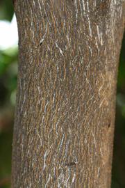            Bark (Riverside, CA)   