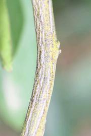              Second - third year twig (Riverside, CA)       