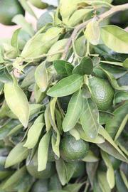              Sun leaves (Riverside, CA)       