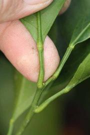              Petiole (Riverside, CA)       