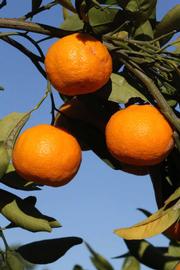              Fruit (Riverside, CA)       