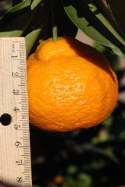              Fruit (Riverside, CA)       