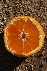              Fruit cross-section (Riverside, CA)       