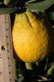             Fruit (Riverside, CA)       