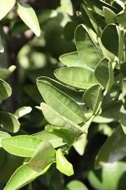                Sun leaves (Iyomikan, Riverside, CA)       