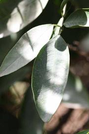                Unifoliolate leaf (Iyomikan, Riverside, CA)       