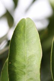              Margin (Riverside, CA)       