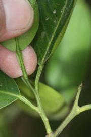                Petiole (Iyomikan, Riverside, CA)       
