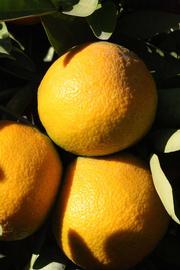                Fruit (Iyomikan, Riverside, CA)       