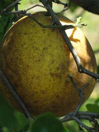            Fruit (Winter Haven, FL)   