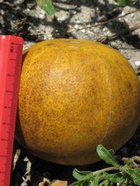            Fruit (Winter Haven, FL)   