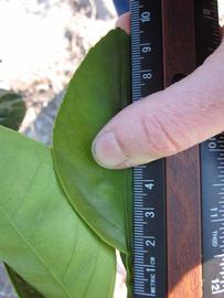            Unifoliolate leaf (Jaffa, Riverside, CA)   