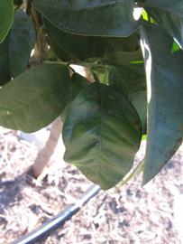            Shade leaves (Jaffa, Riverside, CA)   