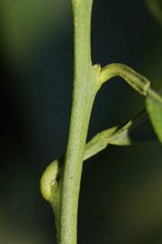            First year twig (Jaffa, Riverside, CA)   