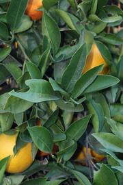            Shade leaves (Jaffa, Riverside, CA)   