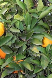            Sun leaves (Jaffa, Riverside, CA)   