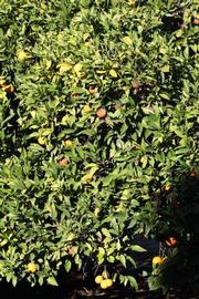            Habit (Riverside, CA)   