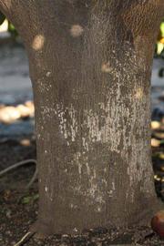              Bark (Riverside, CA)       