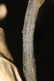              Second - third year twig (Riverside, CA)       