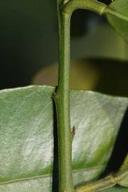              First year twig (Riverside, CA)       