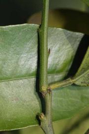              First year twig (Riverside, CA)       