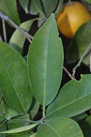              Unifoliolate leaf (Riverside, CA)       