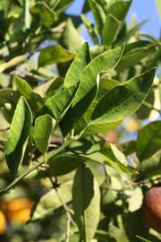            Sun leaves (Riverside, CA)   
